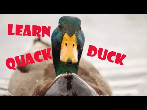 duck sound download